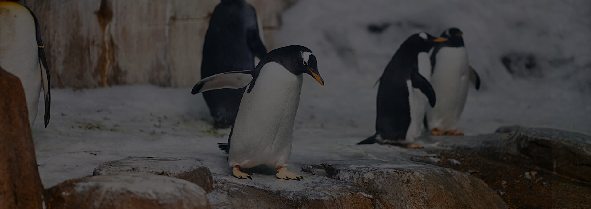 Montreal Biodome: Everything You Need to Know for Your Visit